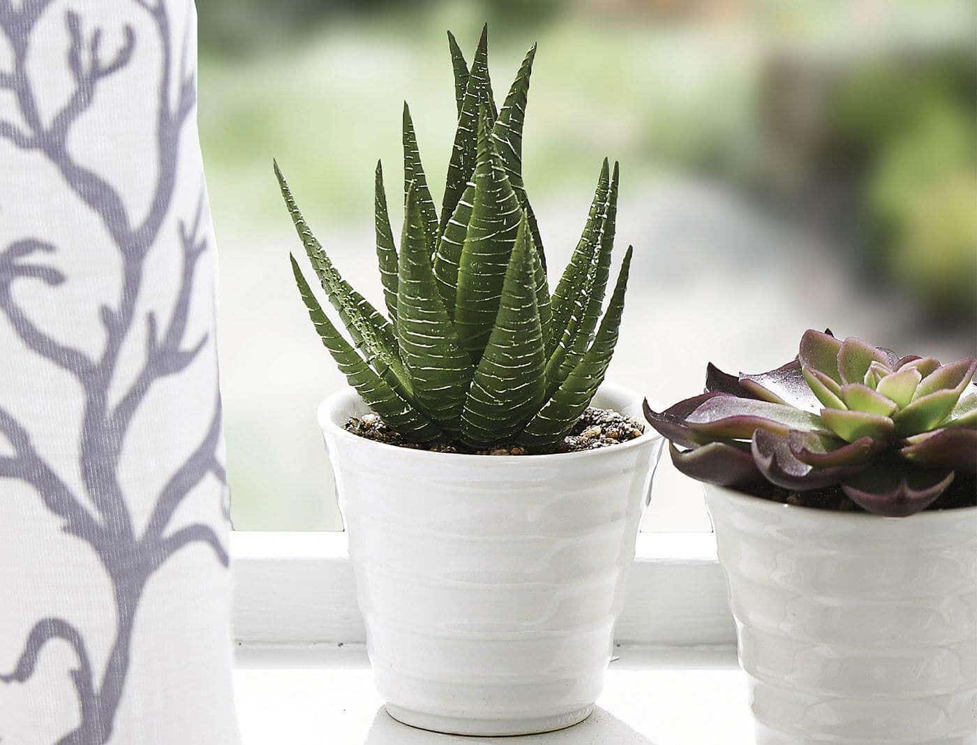 Aloe in Ceramic Pot