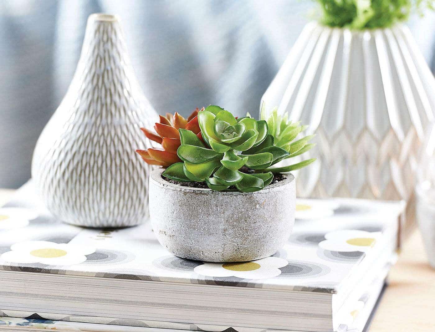 Succulent Garden In Round Pot